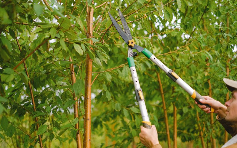 Tree trimming in Hinckley, UT